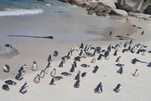 Kap-Halbinsel: Tagestour im Privatwagen