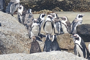 Kap-Halbinsel: Tagestour im Privatwagen