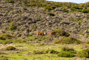 Península del Cabo: Tour privado de día completo
