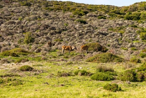 Cape Peninsula: Private Half Day Tour