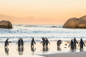 Cape Peninsula & Penguins Beach Half Day Tour from Cape Town