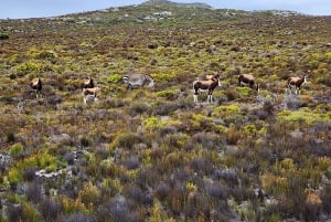 Cape Peninsula & Penguins Beach Half Day Tour from Cape Town