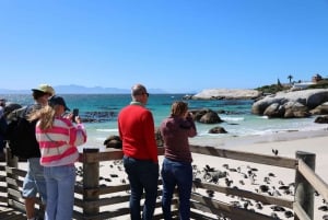 Cape Peninsula & Penguins Beach Half Day Tour from Cape Town