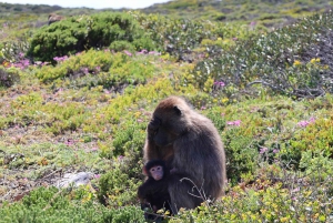 Cape Peninsula & Penguins Beach Half Day Tour from Cape Town