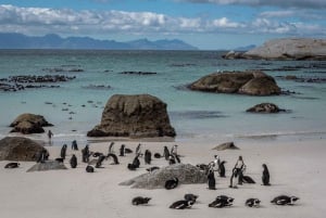 Excursion privée d'une journée dans la péninsule du Cap et les pingouins.