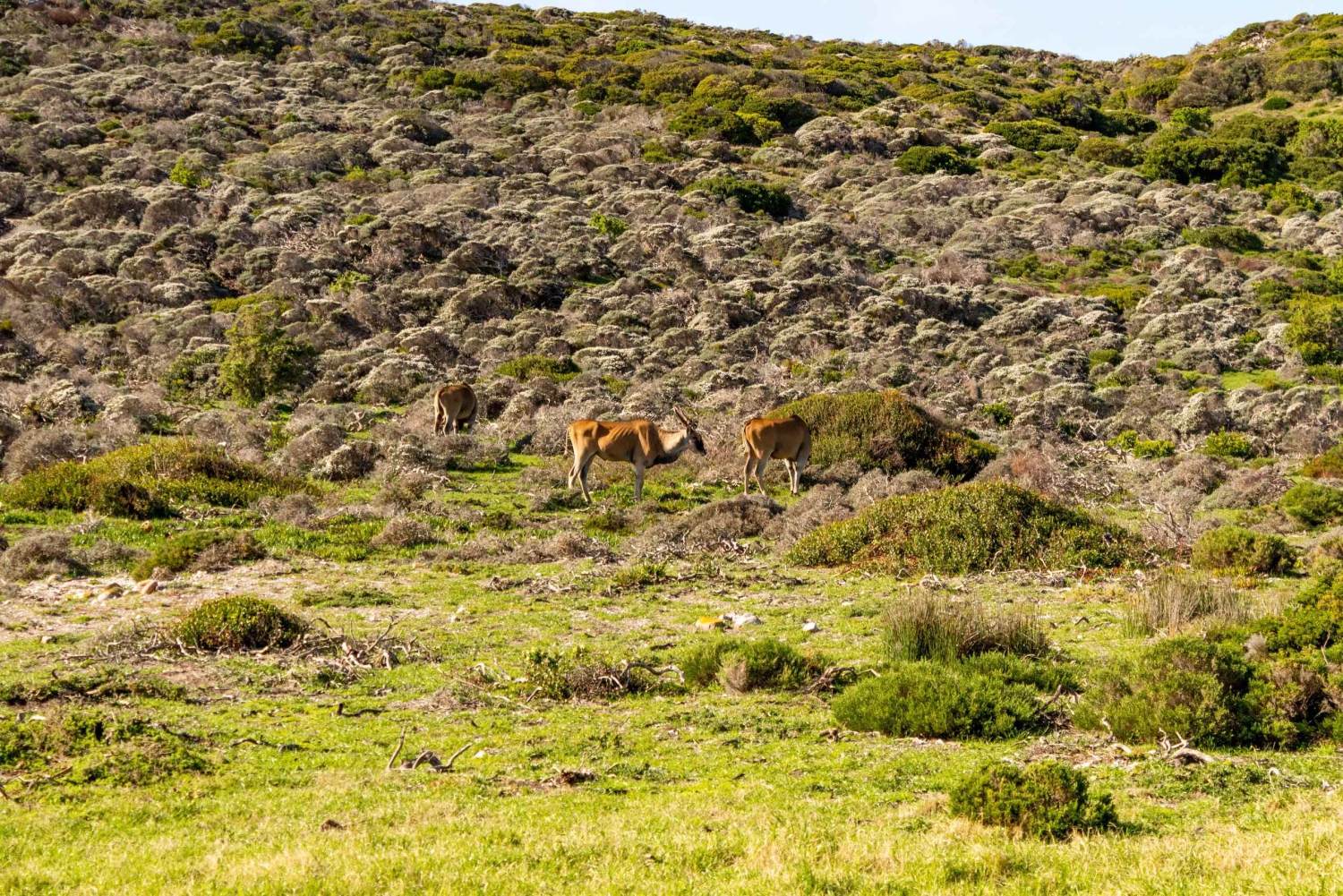 Cape Peninsula: Privat halvdagstur