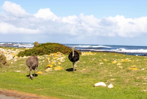 Cape Peninsula: Privat halvdagstur