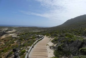 Tour compartido de medio día por Península del Cabo
