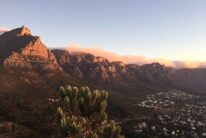 Visite partagée d'une demi-journée dans la péninsule du Cap