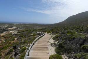 Visite partagée d'une demi-journée dans la péninsule du Cap