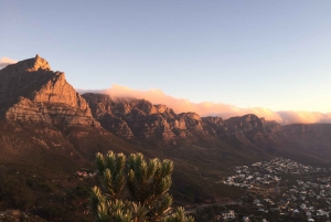 Cape Peninsula Shared Half-Day Tour