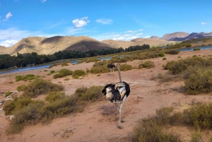 Cape Peninsula sunset tour alongside of mountain and ocean