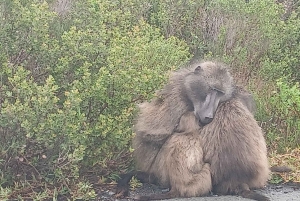Cape Peninsula sunset tour alongside of mountain and ocean