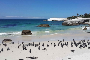 Kapstaden: Dagsutflykt till Kaphalvön & Penguin Beach
