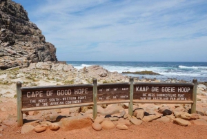 Kapstaden: Dagsutflykt till Kaphalvön & Penguin Beach