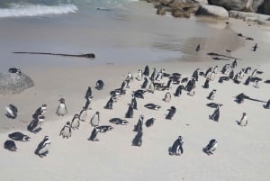 Excursão de 1 dia à Península do Cabo em carro particular