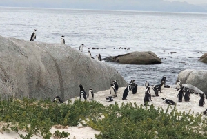 Cape Peninsula: Cape of Good Hope & Boulders Beach Penguins