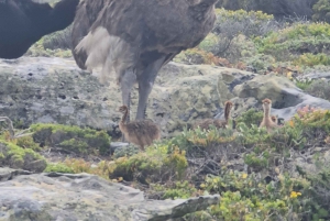 Privat tur till Cape Point och Godahoppsudden