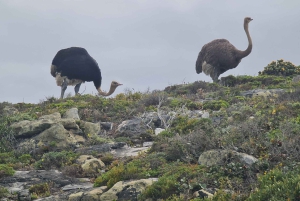 Privat tur till Cape Point och Godahoppsudden
