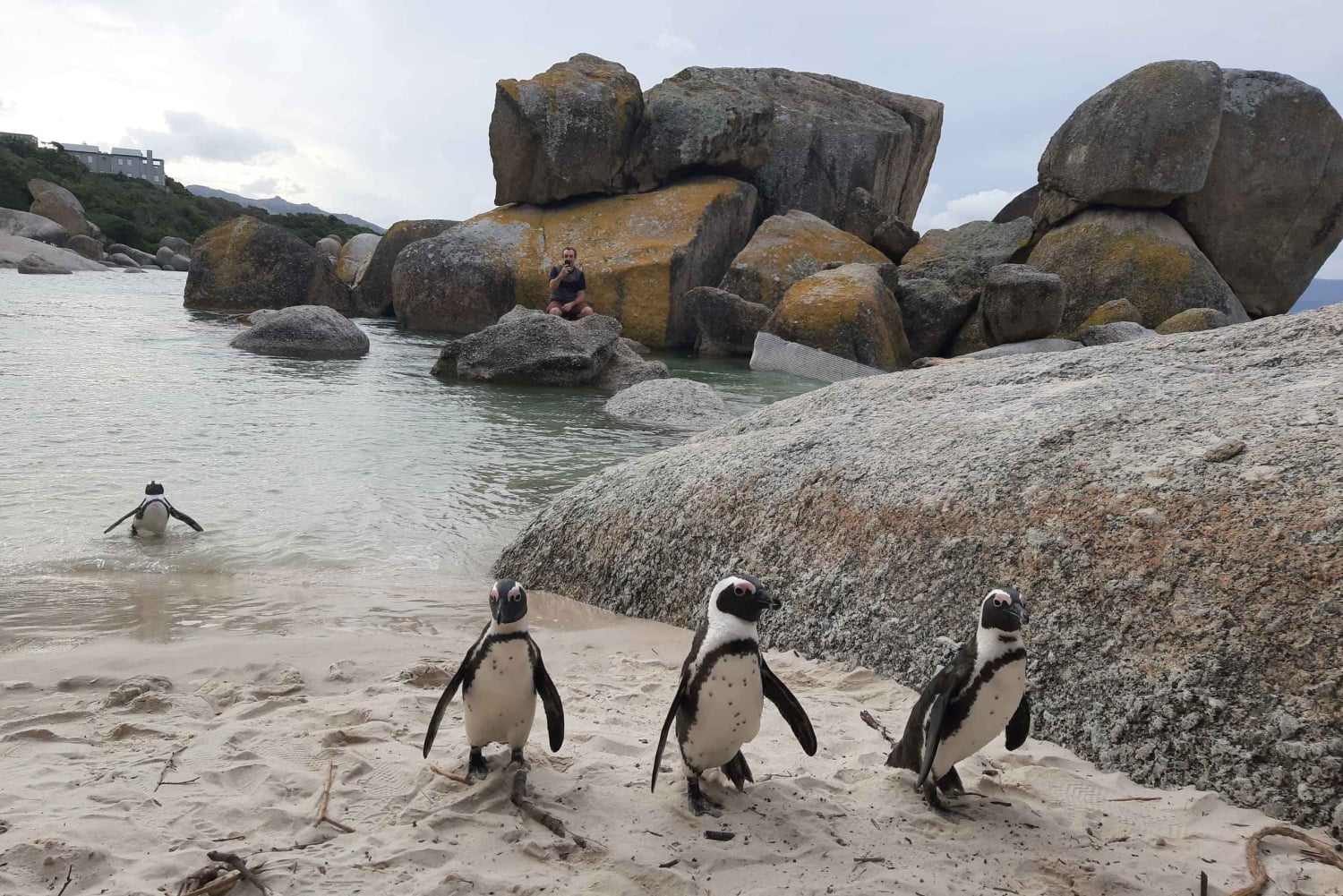 Cabo Point Cabo de Buena Esperanza, pingüinos Tour privado de medio día