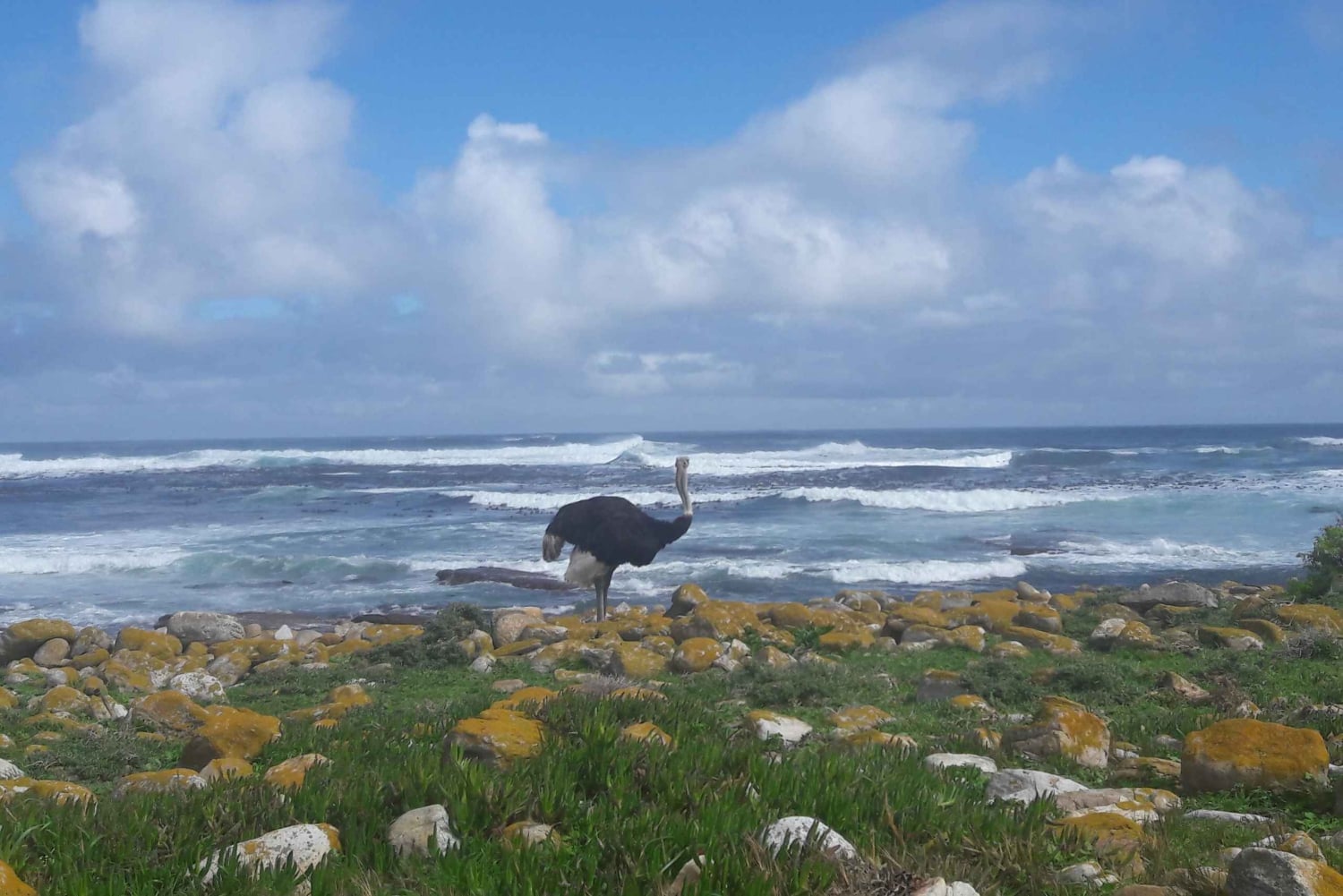 Cabo Point Cabo de Buena Esperanza, pingüinos Tour privado de medio día