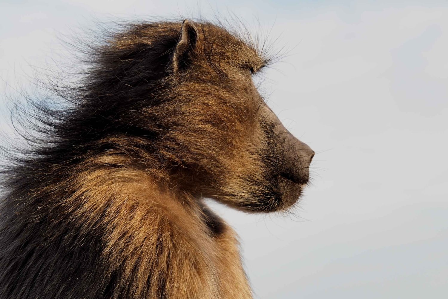 Cabo Point Cabo de Buena Esperanza, pingüinos Tour privado de medio día