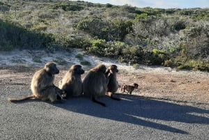 Cabo Point Cabo de Buena Esperanza, pingüinos Tour privado de medio día