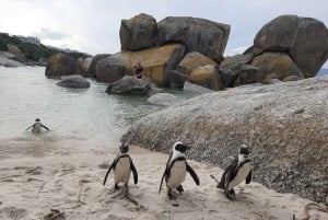 Cabo Point Cabo de Buena Esperanza, pingüinos Tour privado de medio día
