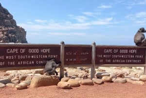 Cabo Point Cabo de Buena Esperanza, pingüinos Tour privado de medio día