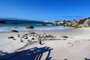 Cabo Point Cabo de Buena Esperanza, pingüinos Tour privado de medio día