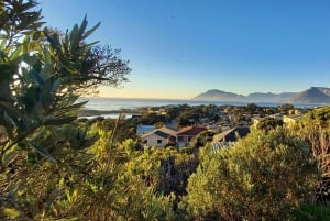Cabo Point Cabo de Buena Esperanza, pingüinos Tour privado de medio día