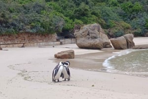 Cabo Point Cabo de Buena Esperanza, pingüinos Tour privado de medio día