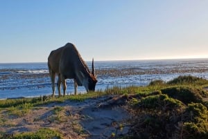 Cabo Point Cabo de Buena Esperanza, pingüinos Tour privado de medio día