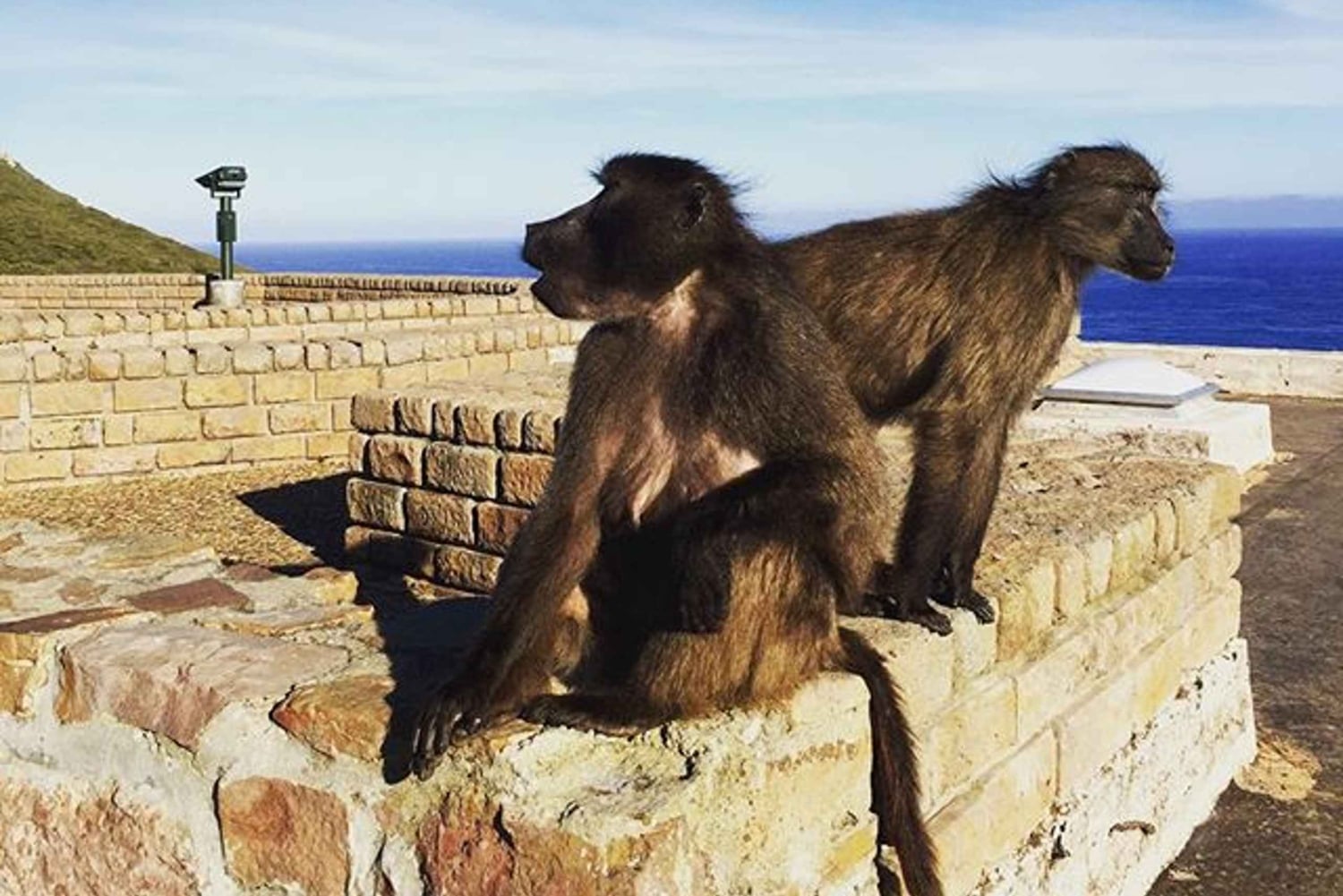 Cape Point Full-Day Tour From Cape Town