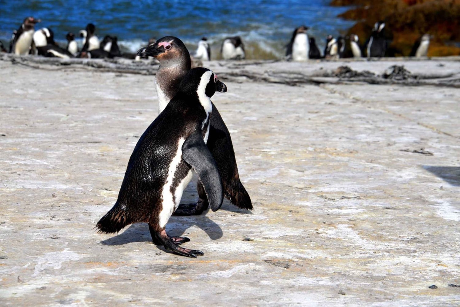 Cape Point Full-Day Tour From Cape Town