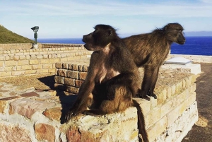 Cape Point Full-Day Tour From Cape Town