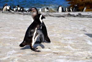 Cape Point Full-Day Tour From Cape Town