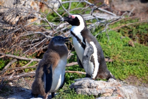 Cape Point Full-Day Tour From Cape Town