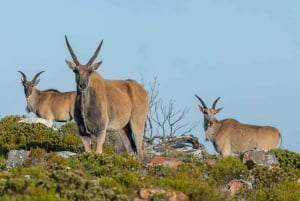Cape Point Nature Reserve: Iconic E-Bike Tour with Guide