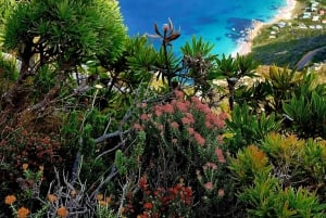 Cape Point Nature Reserve: Iconic E-Bike Tour with Guide