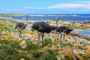 Cape Point Nature Reserve: Iconic E-Bike Tour with Guide