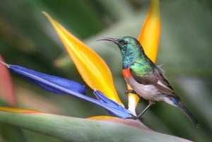 Cape Point Nature Reserve: Iconic E-Bike Tour with Guide