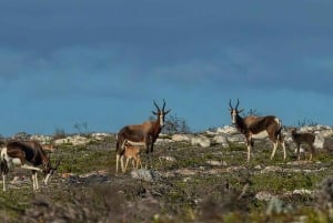 Cape Point Nature Reserve: Iconic E-Bike Tour with Guide