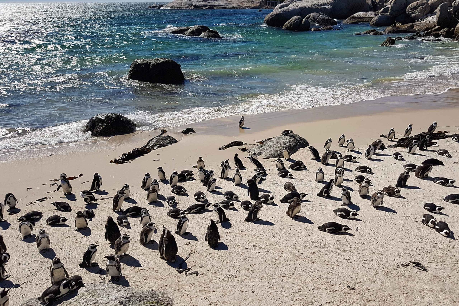 Cape Point och pingviner: Privat tur på Kaphalvön.