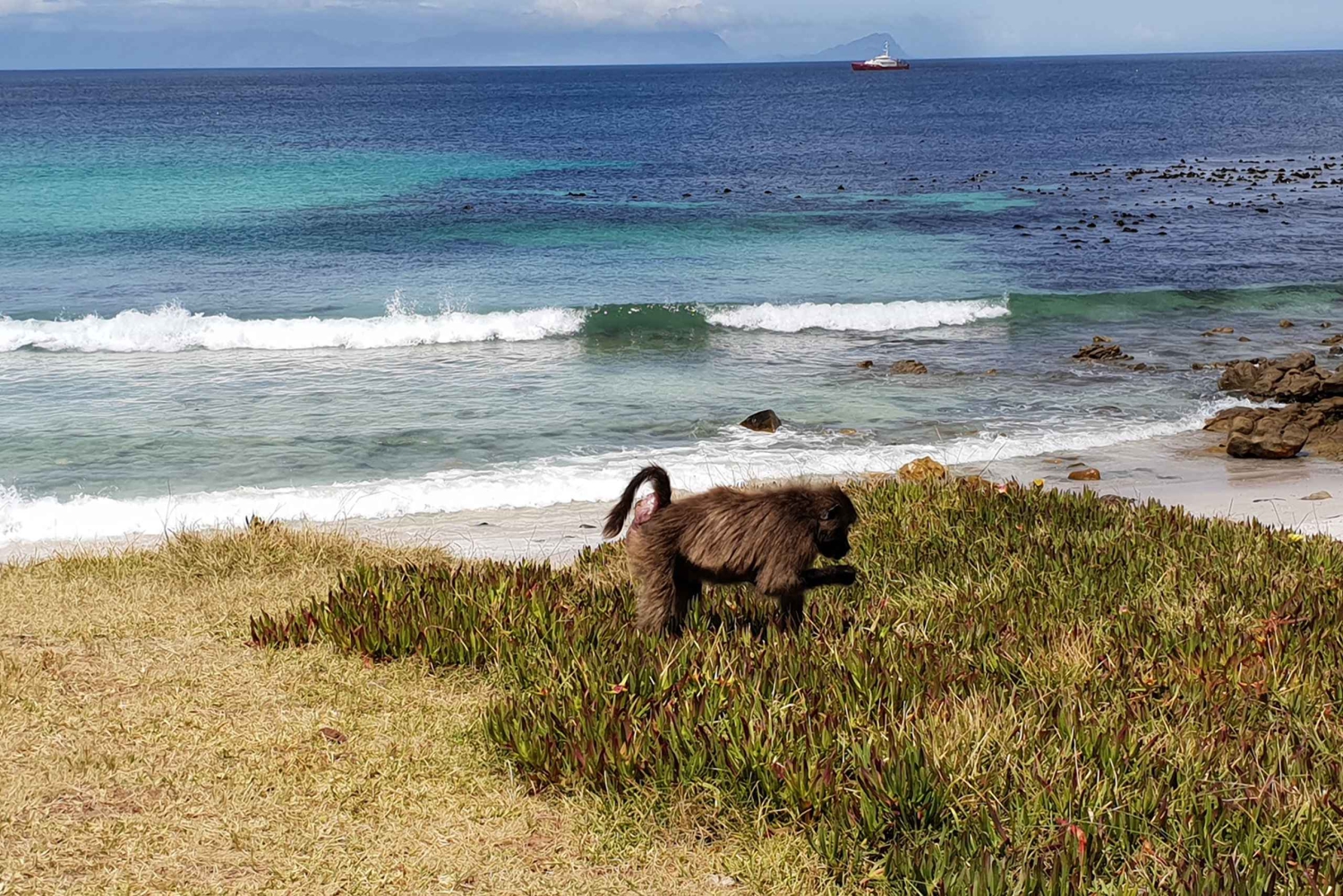 Cape Point och pingviner: Privat tur på Kaphalvön.
