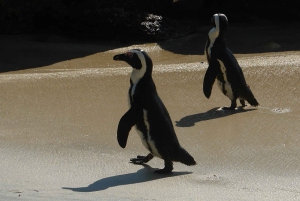 Cape Point och pingviner: Privat tur på Kaphalvön.