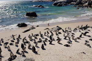 Cape Point och pingviner: Privat tur på Kaphalvön.