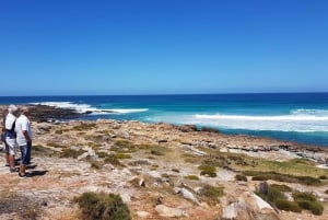 Cape Point och pingviner: Privat tur på Kaphalvön.