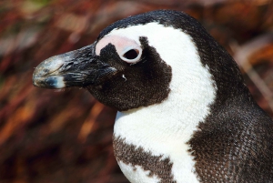 Cape Point och pingviner: Privat tur på Kaphalvön.