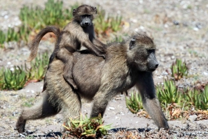 Cape Point och pingviner: Privat tur på Kaphalvön.